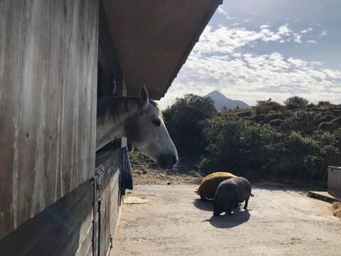Heatherhill Farm Cottage In Letterfrack Beside Connemara National Park المظهر الخارجي الصورة